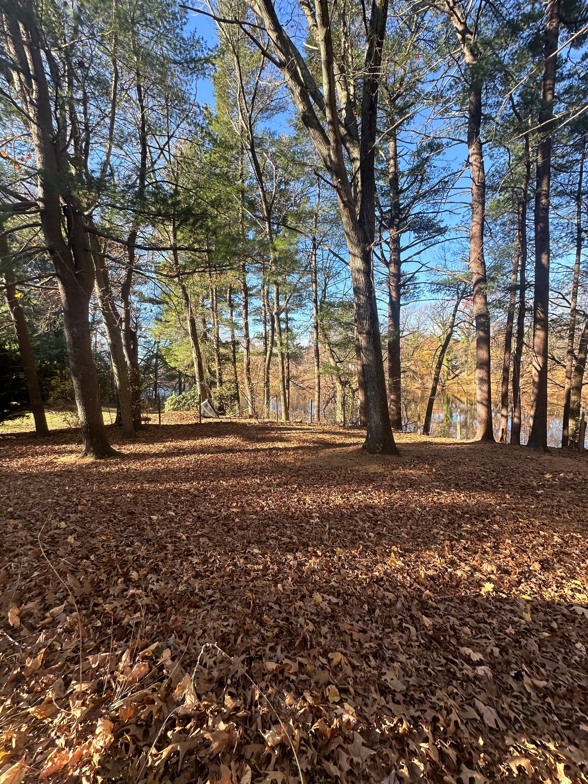 Turning Fallen Leaves into Lush Lawns image