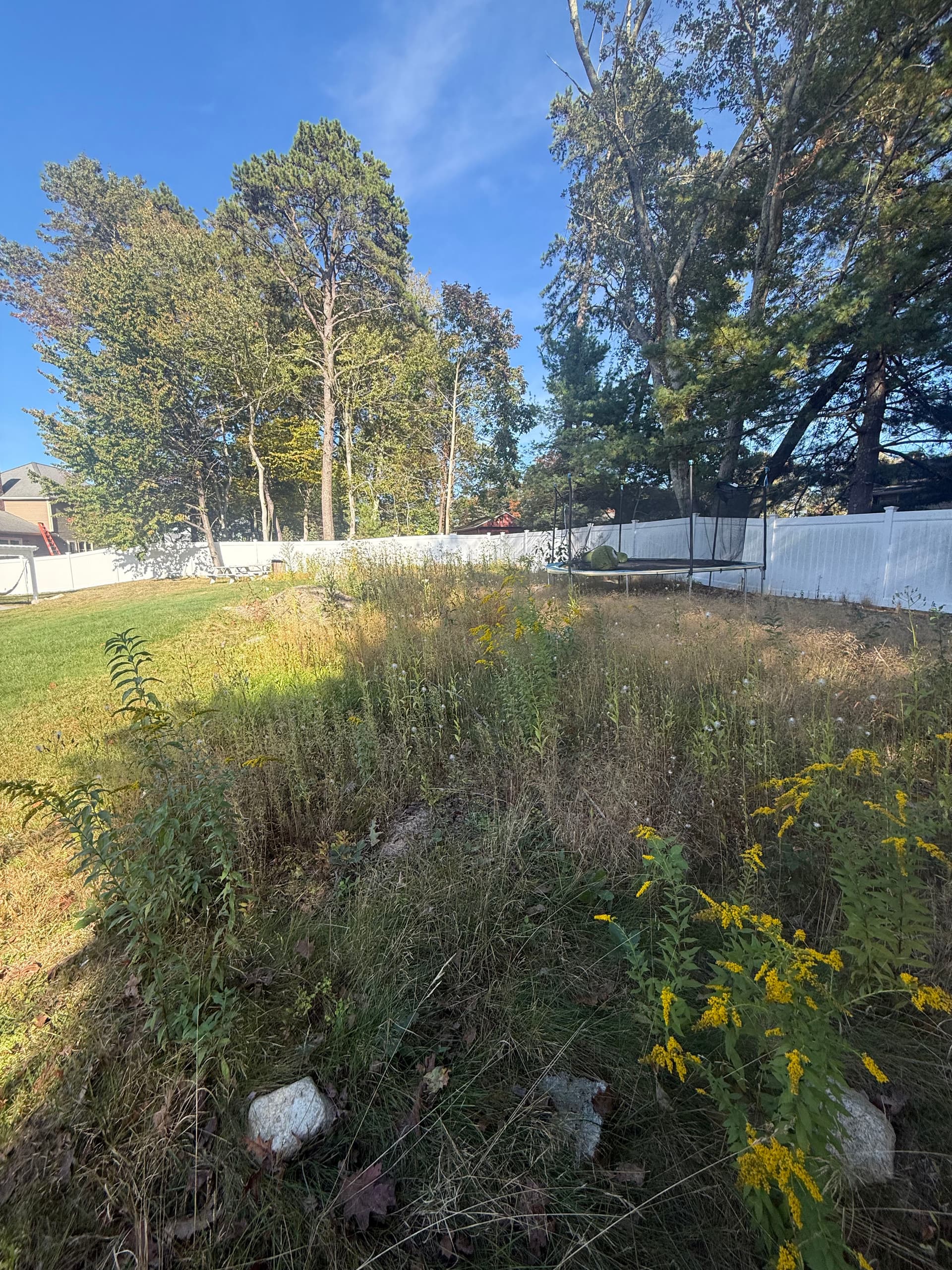 Backyard Transformation from Overgrowth to Open Space image